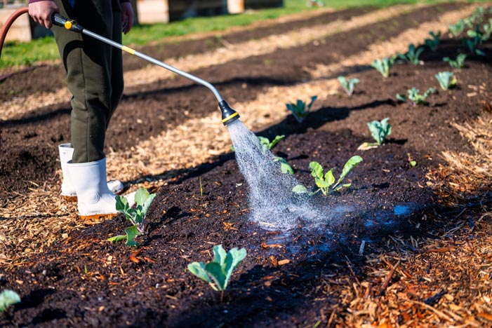 Como proteger a horta em dias de calor intenso
