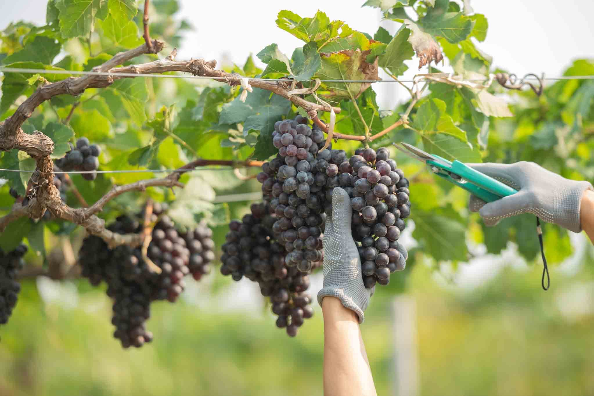 Notícia | Declaração de Existências de Vinhos 2025