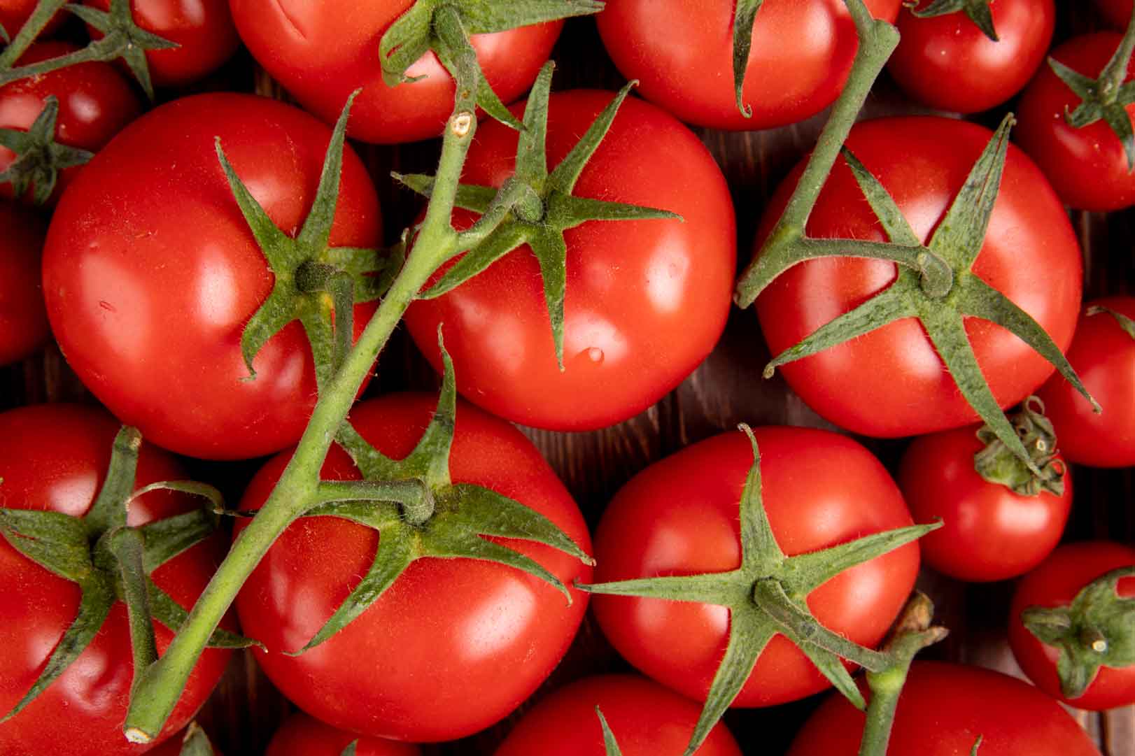 Curiosidades do Tomate