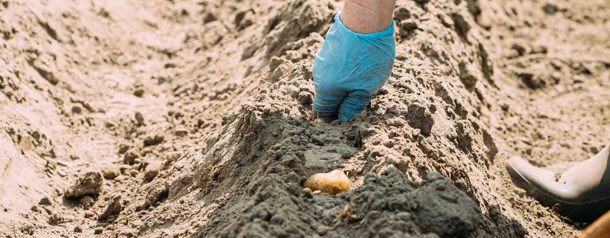 Como Plantar Batata Semente Mimos da Horta