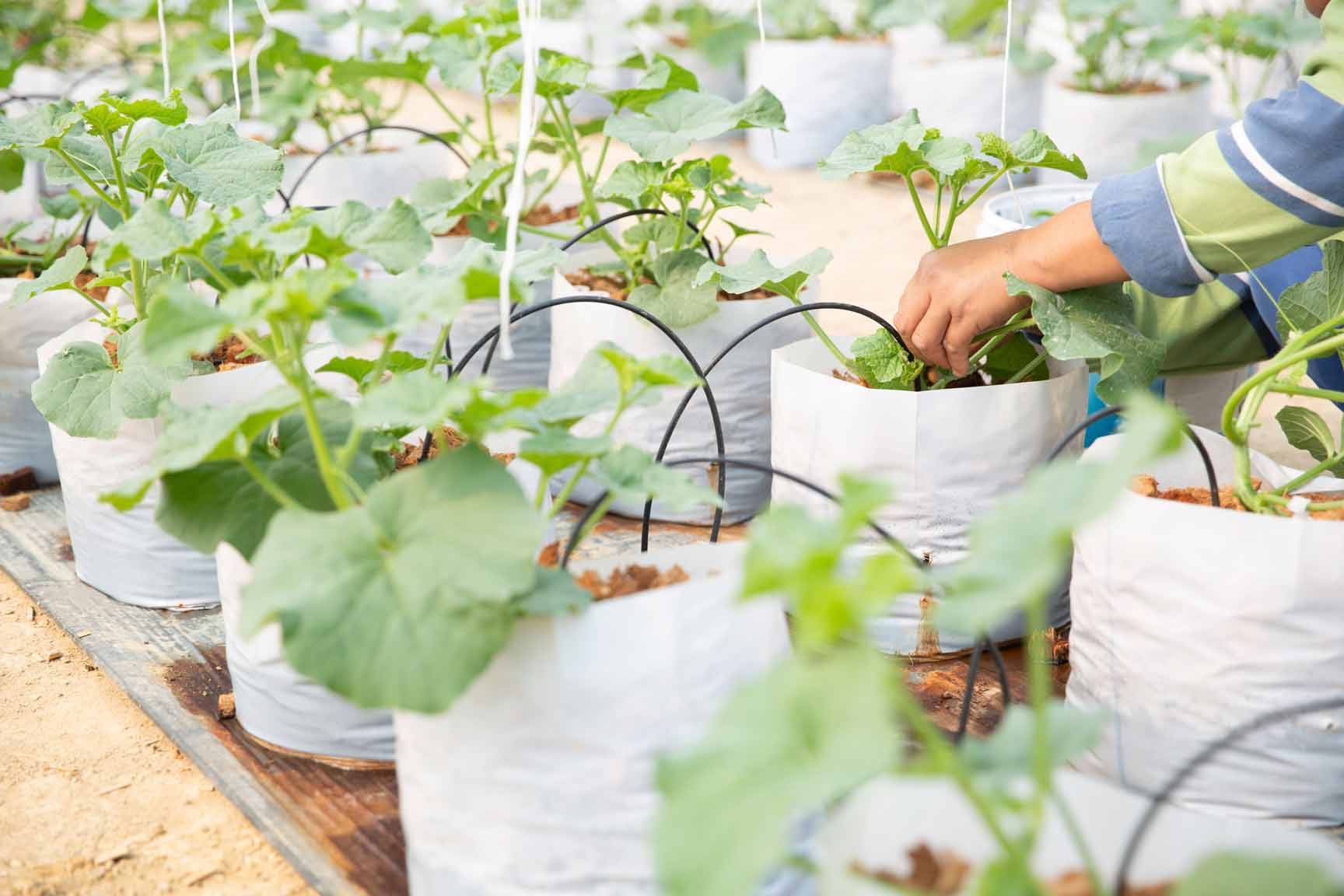 Boas práticas para poupar água na rega