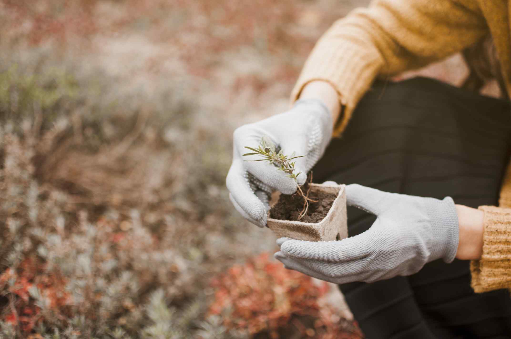 Dicas para Jardinagem durante o Inverno