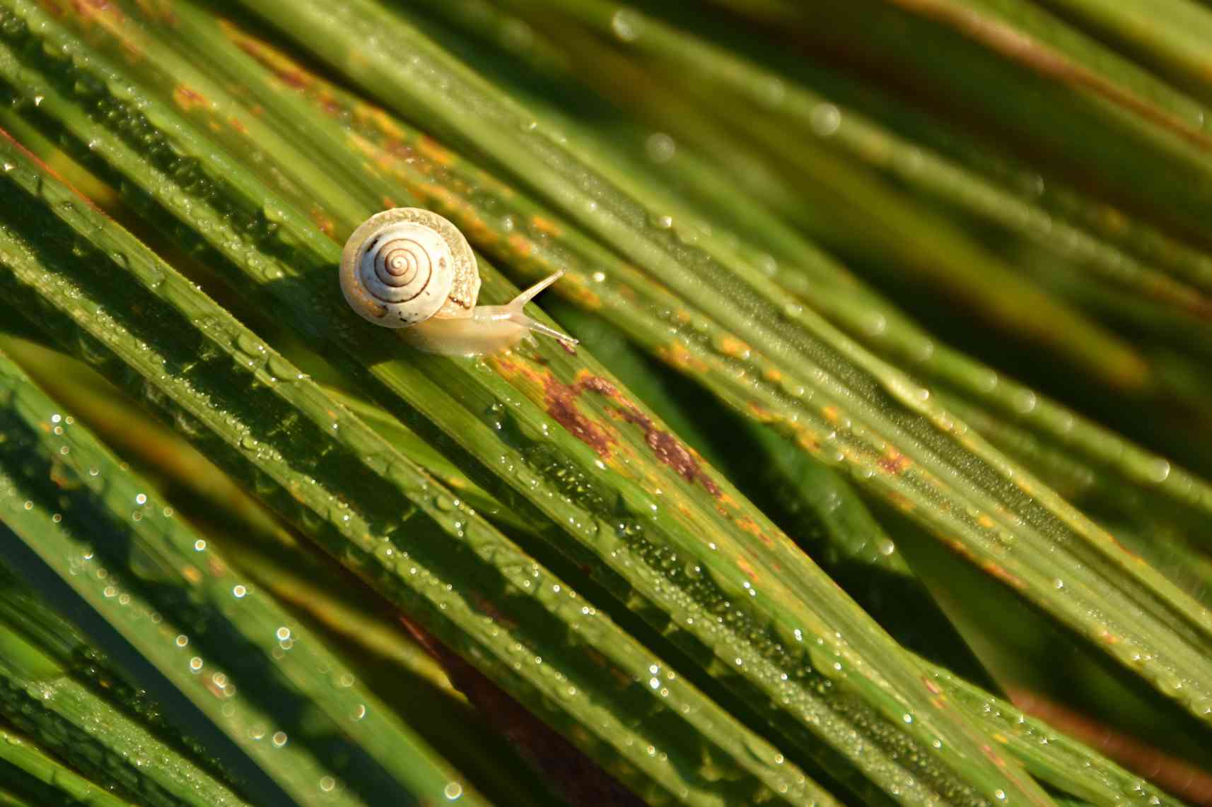 As Principais Pragas e Doenças de Inverno na Agricultura