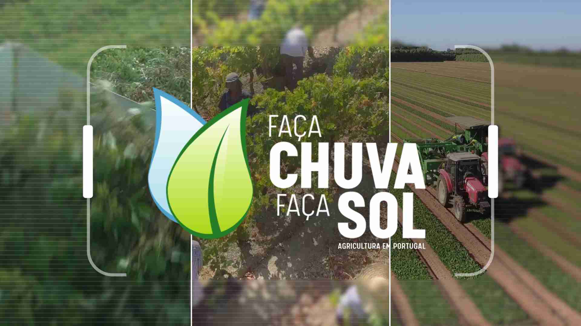 Faça Chuva Faça Sol - A Cultura da Batata