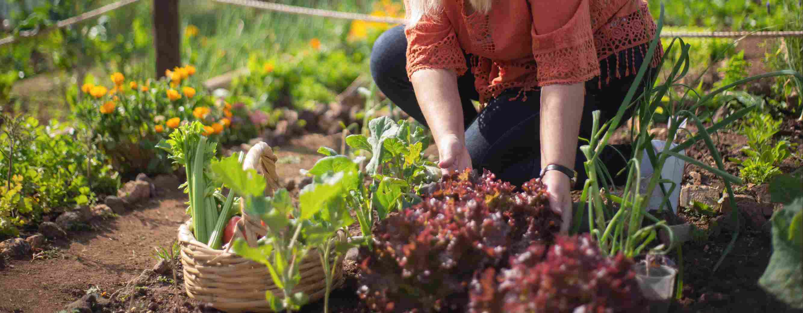 Como Preparar o Jardim e a Horta para a Primavera