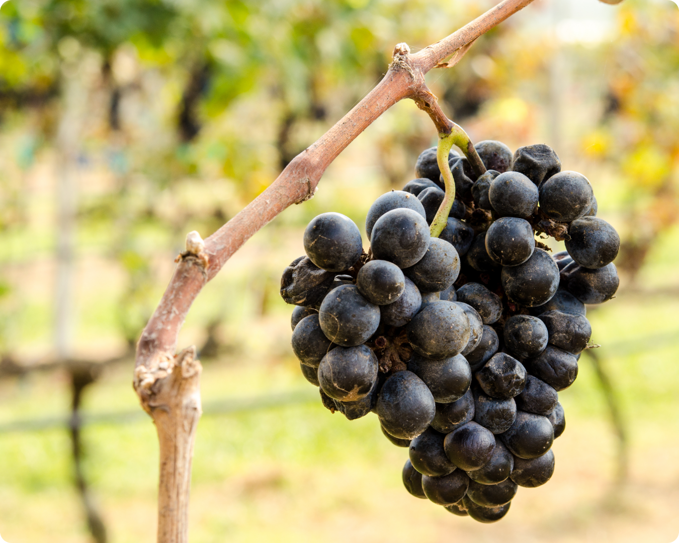 Declaração de Existências de Vinhos 2026 0