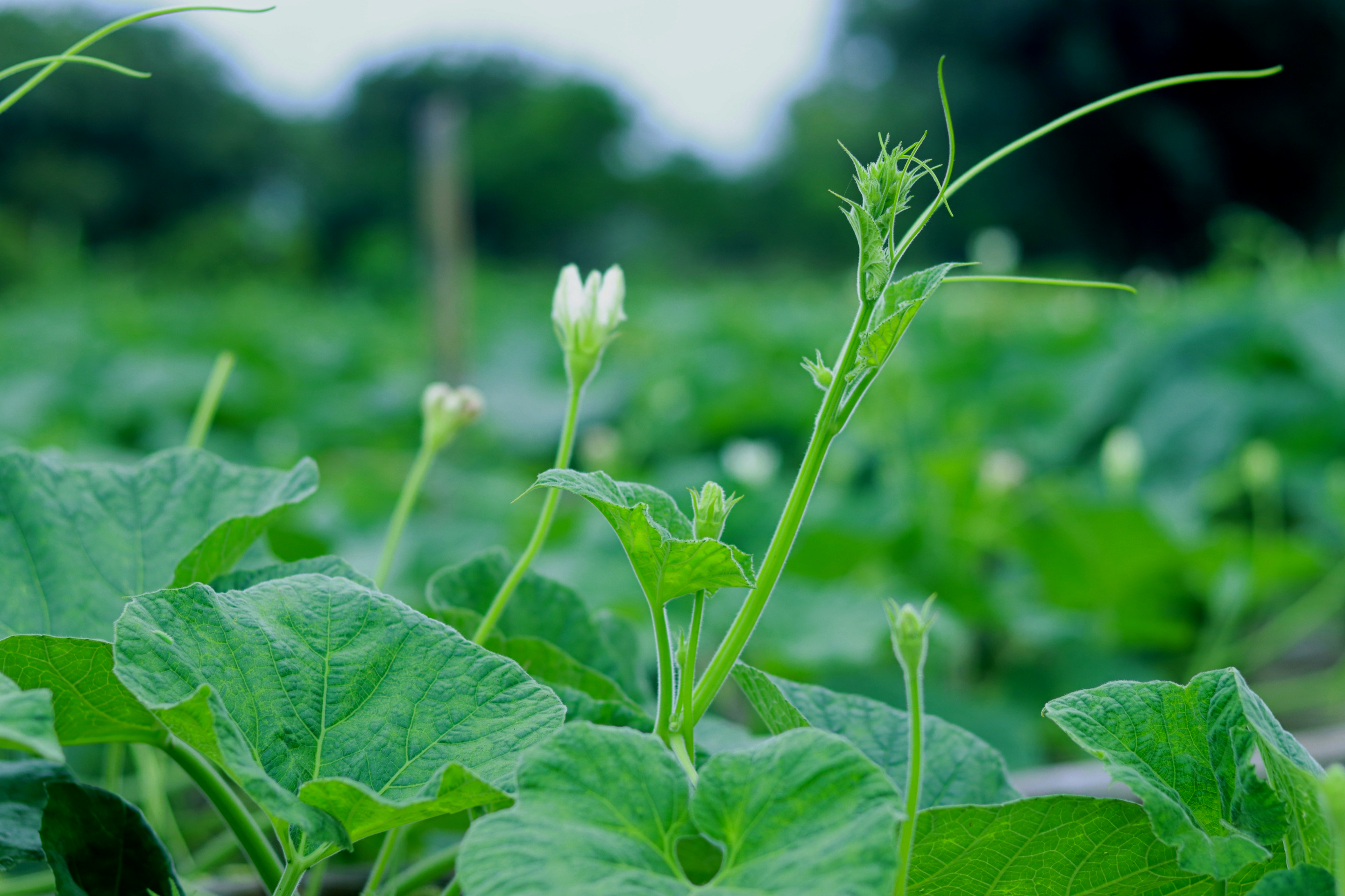 Campos de Ensaio