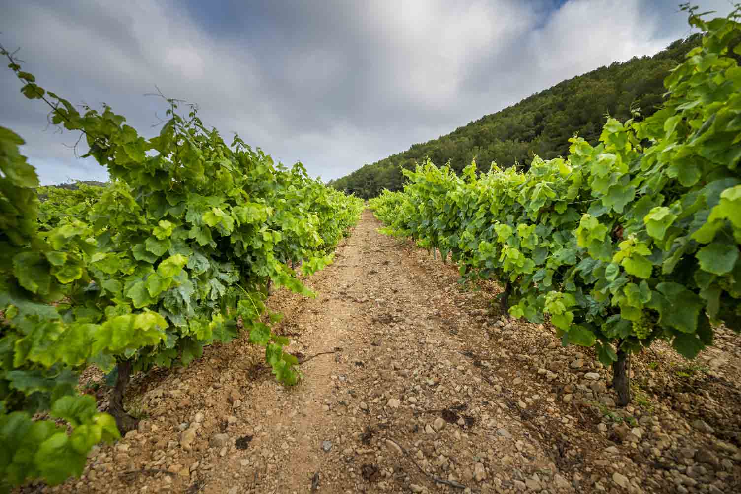 Aviso | Viticultores Vindimas 2024 0